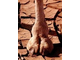 camel_toe (2) (150 x 205).jpg